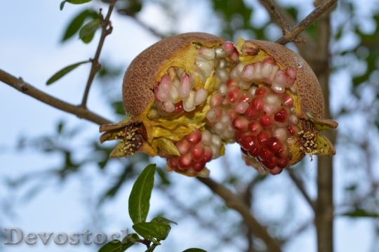 Devostock Pomegranate Fruit Puglia 939884