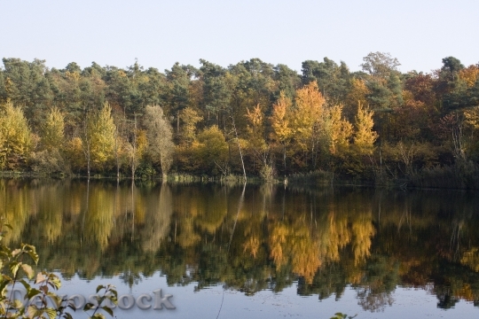 Devostock Pond Mirroring Emerge Leaves