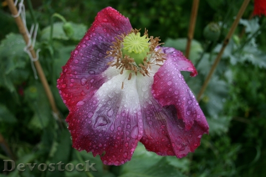Devostock Poppy Flower Raindrops Rain