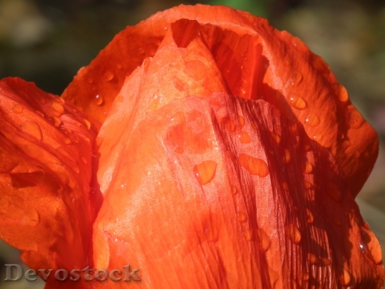 Devostock Poppy Flower Red Flower