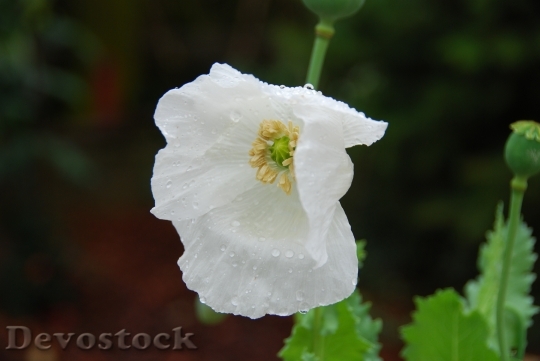 Devostock Poppy White Blossom Bloom