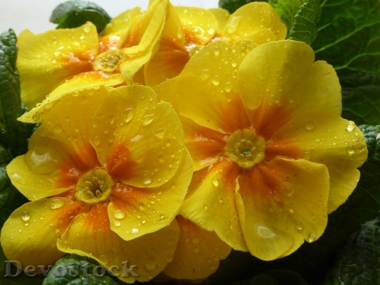 Devostock Primrose Yellow Harbinger Spring