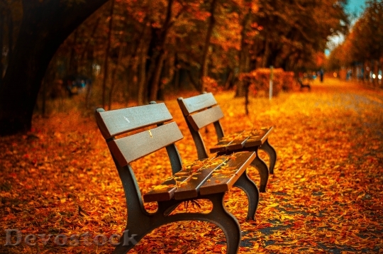 Devostock Public Benches On Autumn