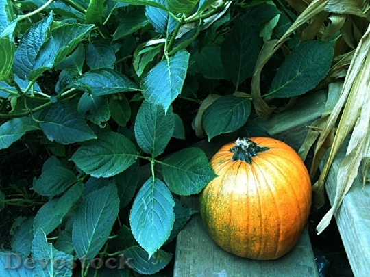 Devostock Pumpkin Autumn Harvest Seasonal