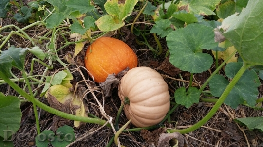 Devostock Pumpkin Patch Autumn Fall 0