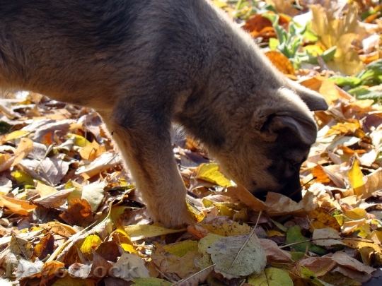 Devostock Puppy Leaves Autumn Yellow