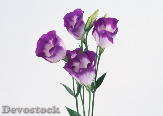 Devostock Purple Colored Tulip