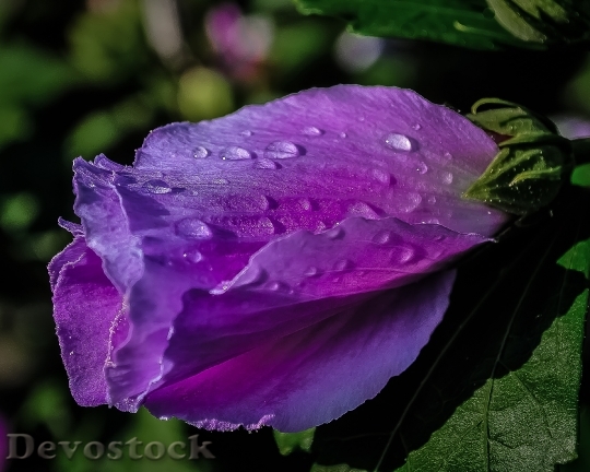 Devostock Purple Flower Rain Drops
