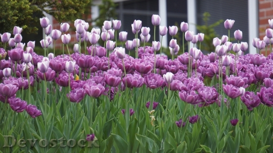 Devostock Purple Flower Tulip Planting