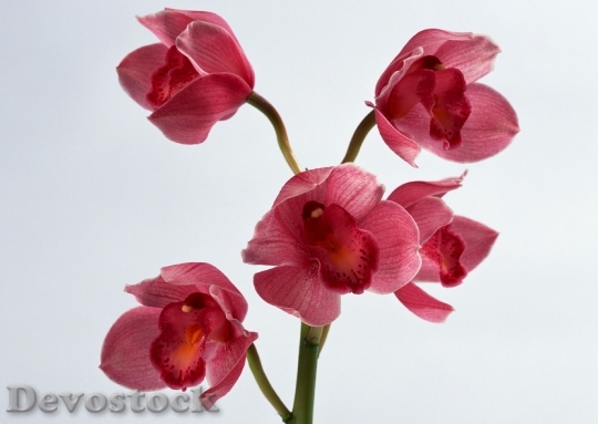 Devostock Purple Orchid Flower