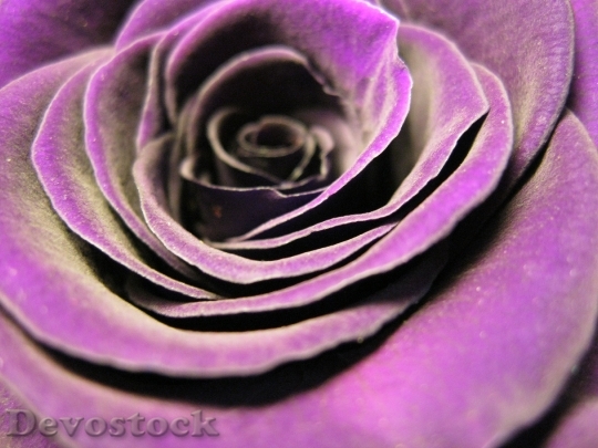 Devostock Purple Petals Plant 583