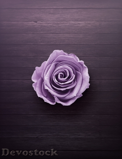 Devostock Purple Plant Flower 9760
