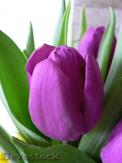 Devostock Purple Tulip 1