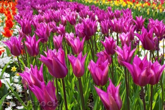 Devostock Purple Tulips Detail