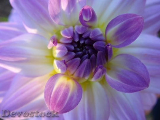 Devostock Purple White Flower Blossom
