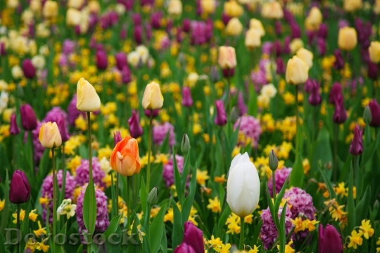 Devostock Purple Yellow Tulips 0