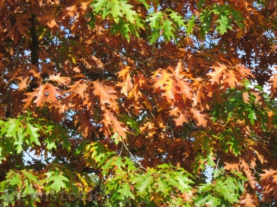 Devostock Quercus Rubra Northern Red 0