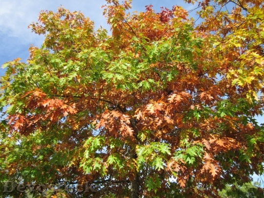 Devostock Quercus Rubra Northern Red 1