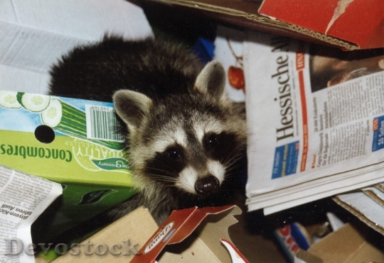 Devostock Raccoon Waste Paper Garbage