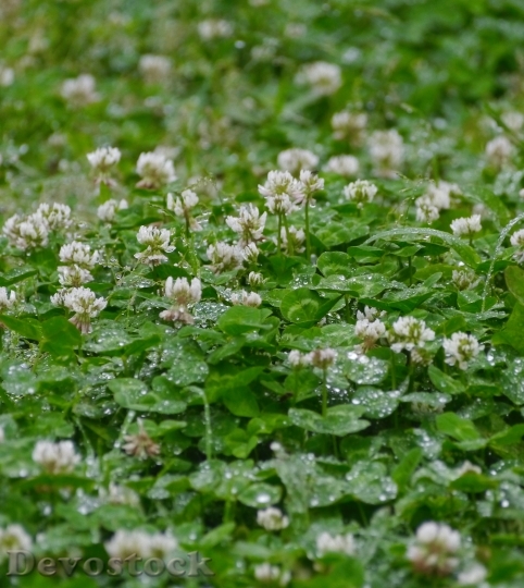 Devostock Rain Astragalus Grass Flowers 0