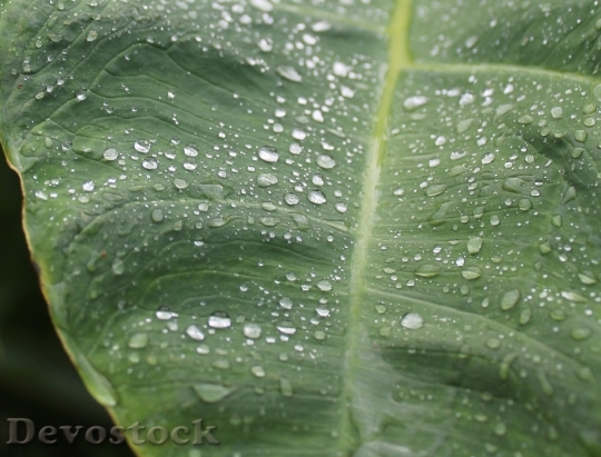 Devostock Rain Drip Green Plant