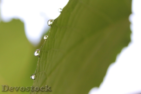 Devostock Rain Drop Leaf Nature