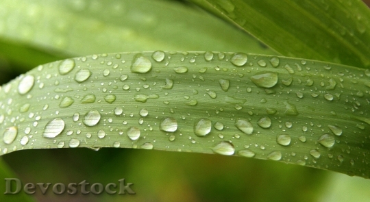 Devostock Rain Drops Green Droplet
