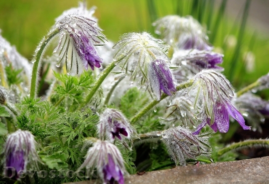 Devostock Rain Flower Purple Drop