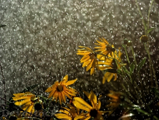Devostock Rain Flowers In Rain