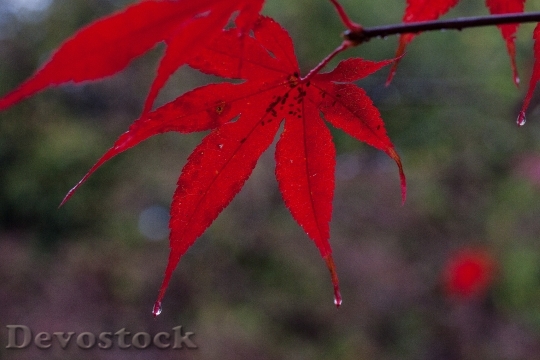 Devostock Rain Leaves Colorful Color 1