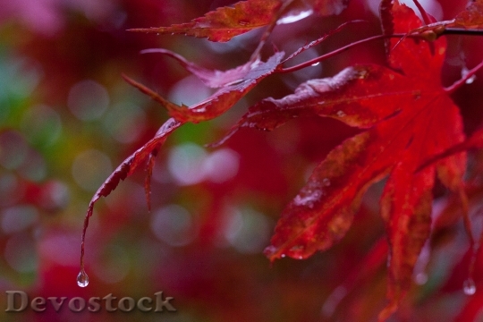 Devostock Rain Leaves Colorful Color 3