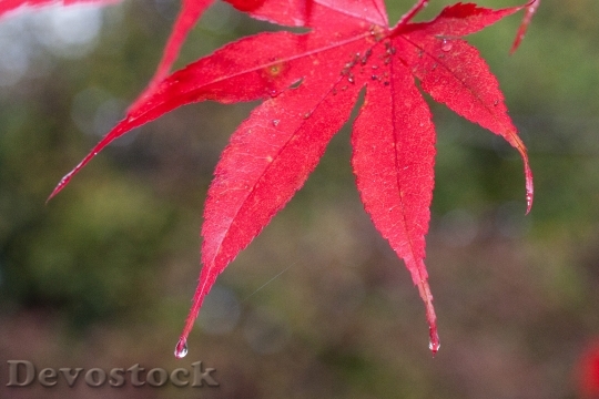 Devostock Rain Leaves Colorful Color