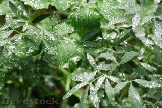 Devostock Rain Nature Leaves Dew