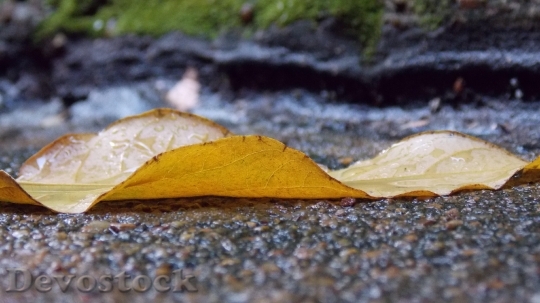 Devostock Rain Sludge Fallen Leaves