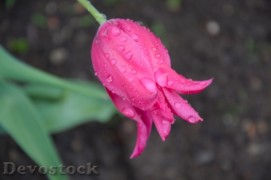 Devostock Rain Spring Tulip Wet 0