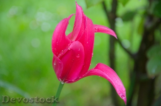 Devostock Rain Spring Tulip Wet