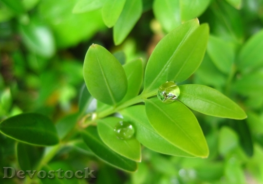 Devostock Raindrop Buxbaum Leaflets Ball