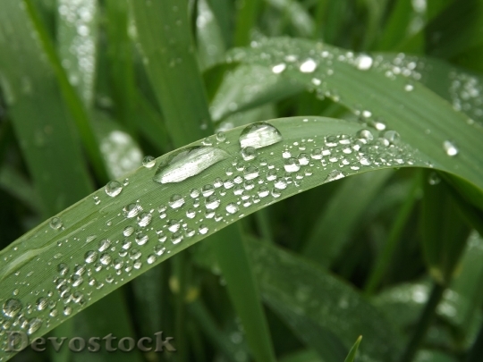 Devostock Raindrop Grass Drip Drop