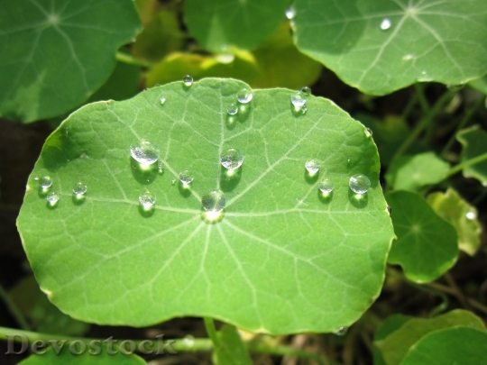 Devostock Raindrop Leaf Nature Water
