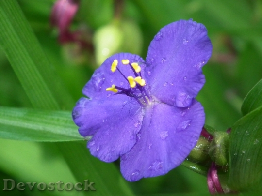 Devostock Raindrop Purple Flower Plant