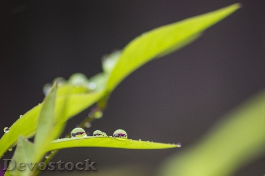 Devostock Raindrops Leaf Plant Green 0