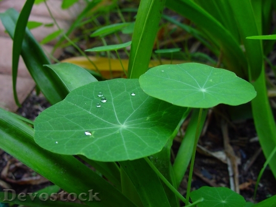 Devostock Raindrops Leaves Nasturtiums Plants