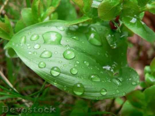 Devostock Raindrops On Green Leaf