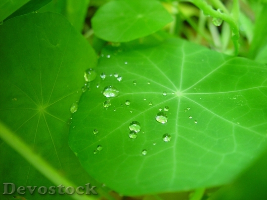 Devostock Raindrops On Leaf Nasturtium