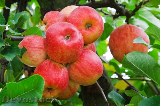 Devostock Red Apples Growing On