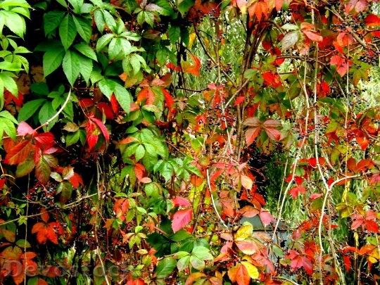 Devostock Red Autumn Plants Nature