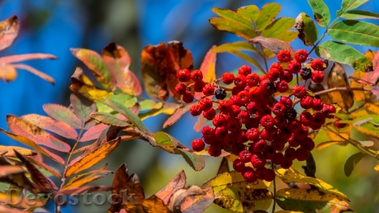 Devostock Red Berries With Fall