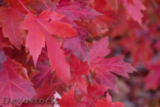 Devostock Red Fall Leaves Maple