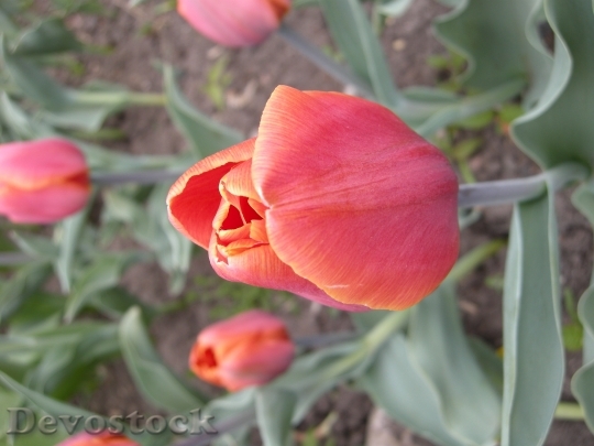 Devostock Red Flower Tulip Blossom