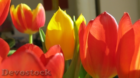 Devostock Red Flower Tulip Color